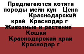 Предлагаются котята породы мейн-кун › Цена ­ 15 000 - Краснодарский край, Краснодар г. Животные и растения » Кошки   . Краснодарский край,Краснодар г.